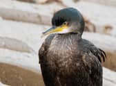 A shag paying a visit to Skegness.