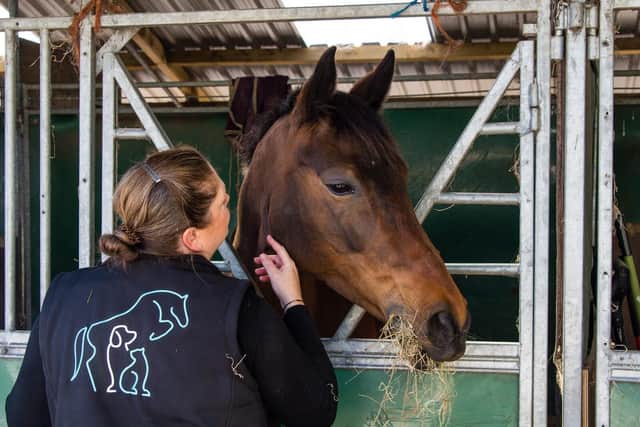 Could you become a veterinary physiotherapist? Animal News Agency