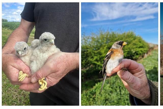 Pictures show left to right: Kestrel chicks; a male Brambling; Belvoir Farm MD Pev Manners and Farm Manager Keith Challen; a male Bullfinch doing well due to good variation of habitat on the farm, particularly the soft fruit trees.