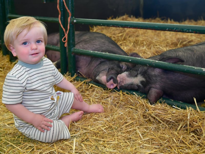 15-month-old Orion Morris with snoozing pigs. Photo: David Dawson