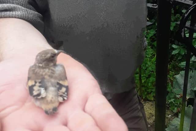 One of the chicks Malcolm rescued cupped in his hand.