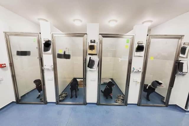 Four of the dogs pictured while in the care of Sutterton Veterinary Hospital.