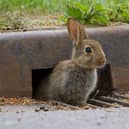 A wild rabbit, one of the many species recorded during PTES’ Living with Mammals survey. Photo: Paul Bunyard