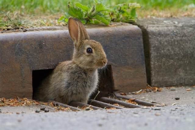 A wild rabbit, one of the many species recorded during PTES’ Living with Mammals survey. Photo: Paul Bunyard