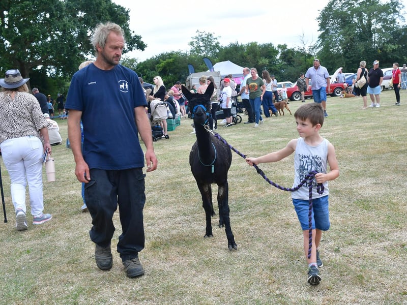 Killian Harrison-McShane, five, of Old Leake, walking Delta, helped by Anthony Winfarrah of Walking with Alpacas, Market Rasen.
