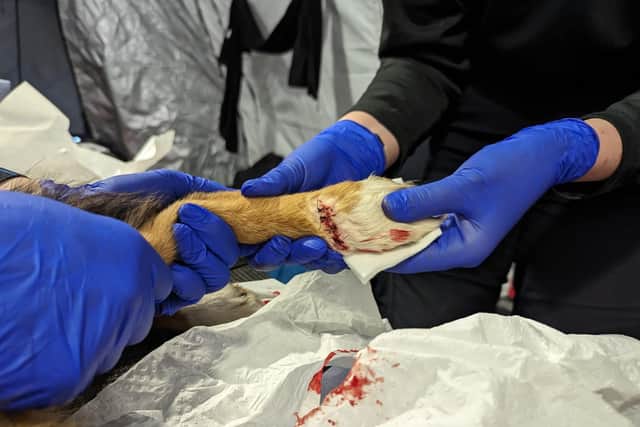 Colin the search dog has had stitches in his paw.