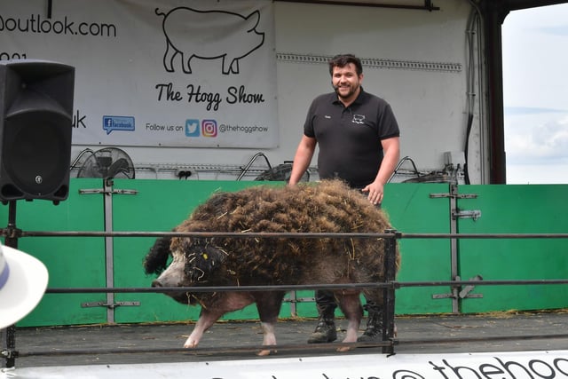 The Hog Show at Woodhall Spa Country Show.