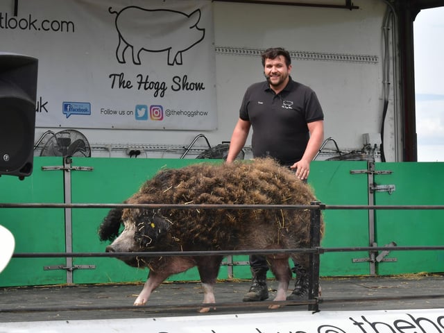 The Hog Show at Woodhall Spa Country Show.