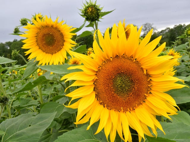 Sunflowers in full bloom at Stourton Estate.