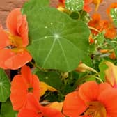 Nasturtiums are easy to grow from seed, preferring poorer soil, and they self-seed easily.