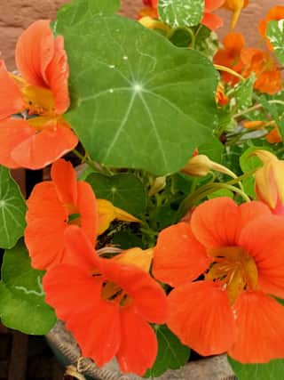 Nasturtiums are easy to grow from seed, preferring poorer soil, and they self-seed easily.