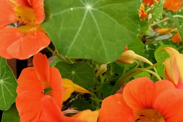 Nasturtiums are easy to grow from seed, preferring poorer soil, and they self-seed easily.