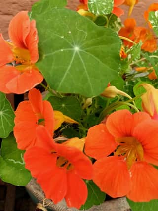 Nasturtiums are easy to grow from seed, preferring poorer soil, and they self-seed easily.