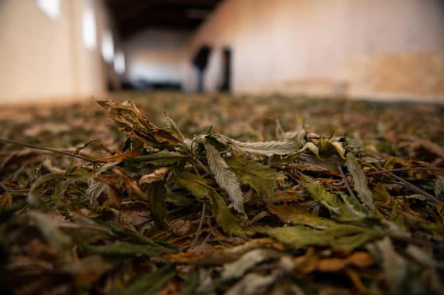 Lincolnshire Police have discovered their biggest cannabis grow to date. Photo: Lincs Police