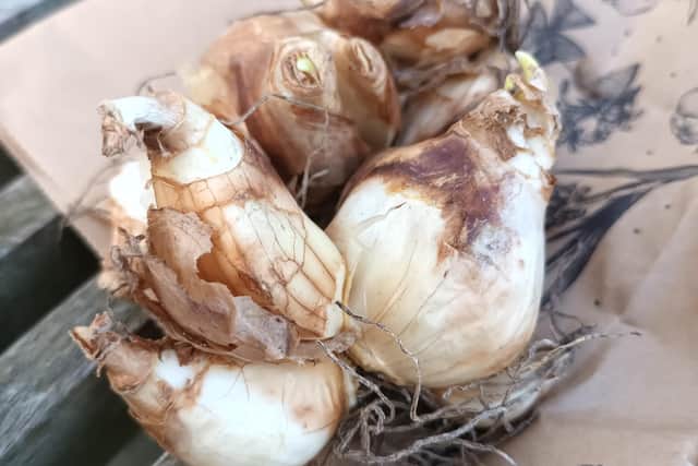 Tete a tete spring bulbs.