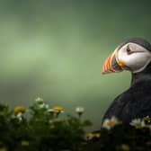 Puffin photo by Anwen Whitehead