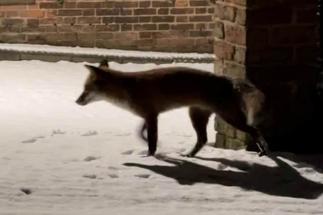 Foxes playing in the snow in the grounds of Lincoln Cathedral. Photo: Andrew Scott