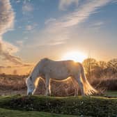 New Forest ponies are a delight for visitors. Credit: Bramble Beach Photography