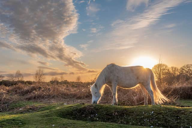 New Forest ponies are a delight for visitors. Credit: Bramble Beach Photography