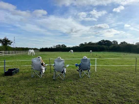 Three Lionesses carefully watching the field for the Horse Plop Competition!