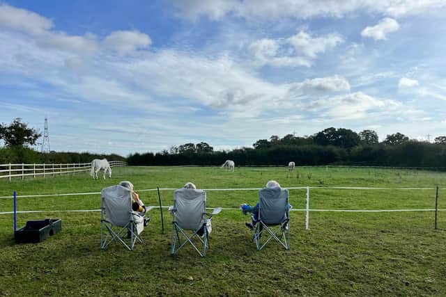 Three Lionesses carefully watching the field for the Horse Plop Competition!