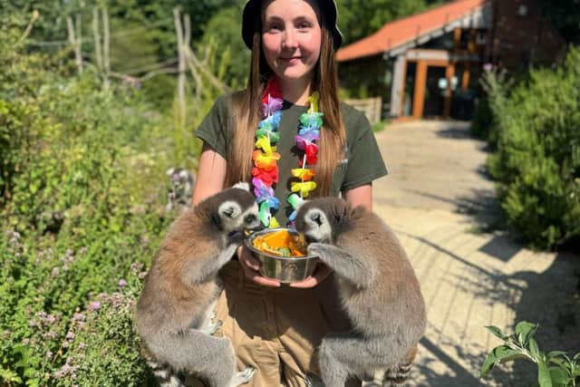 Daily keeper talks at Lemur Heights at the Tropical Butterfly House.