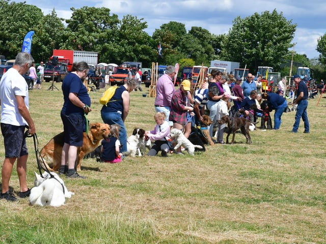 Dog show