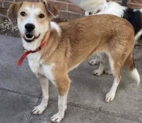 Misty, missing from Chapel St Leonards.