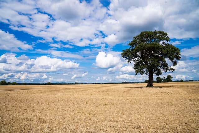 Harvested field with veteran oak