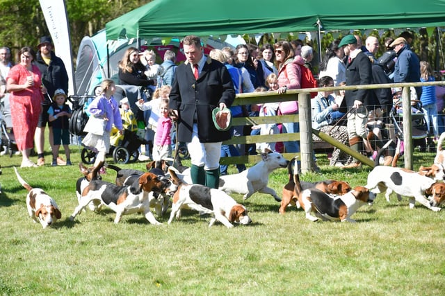 East Lincs Basset Hounds parade in the Countryside Ring. Photos: David Dawson