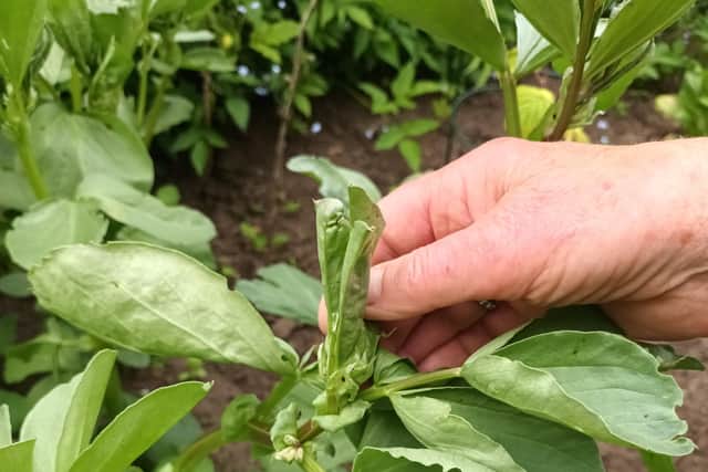 Pinching off the tops of broad beans.