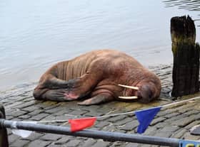 The walrus (photoL Stuart Ford)