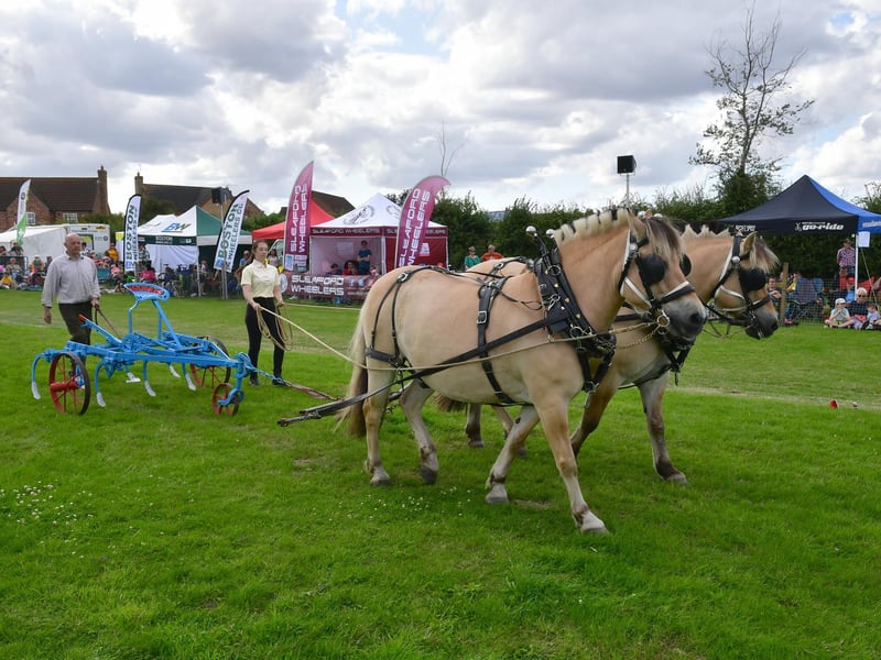 Heavy Horse Parade