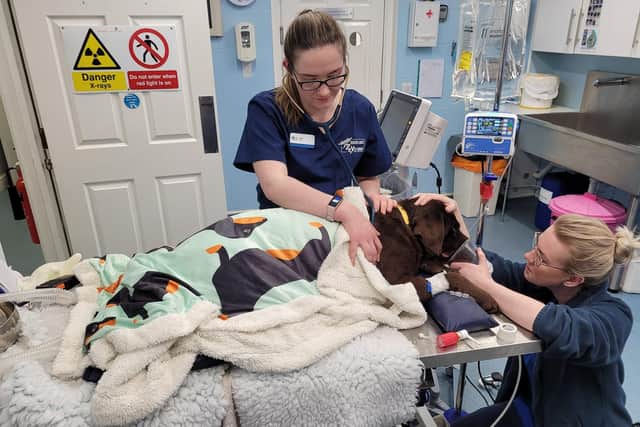 Staff at Sutterton Veterinary Hospital treating one of the dogs rescued from the house fire.
