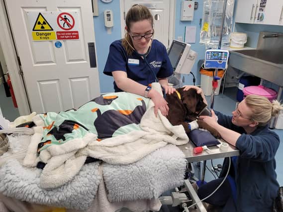 Staff at Sutterton Veterinary Hospital treating one of the dogs rescued from the house fire.