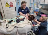 Staff at Sutterton Veterinary Hospital treating one of the dogs rescued from the house fire.