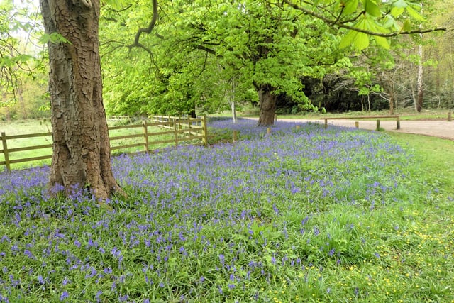​The bluebells are out in full force in Clumber Park, as shown in Lynda Blackshaw’s latest lovely snap.