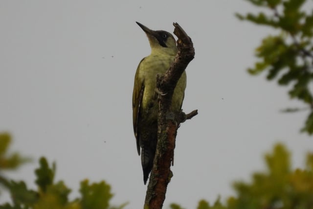A cracking shot from Ivan Dunstan who was in the right place at the right time to snap this shot of a resting green woodpecker.