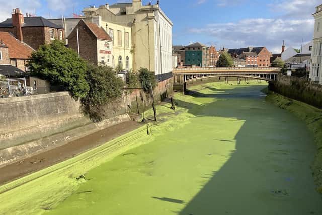 A carpet of green. Our reporter David Seymour took this photo of the River Witham near town bridge on September 16 this year.