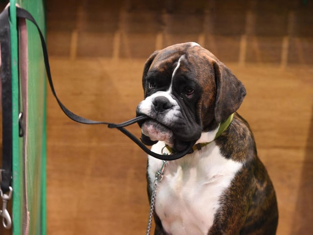 While they are instinctive guardians, the Boxer loves to be with his people. One of the breed’s most notable characteristics is its desire for human affection, especially from children. They are patient and spirited with children, but also protective, making them a popular choice for families. The Boxer requires little grooming, but needs daily exercise.