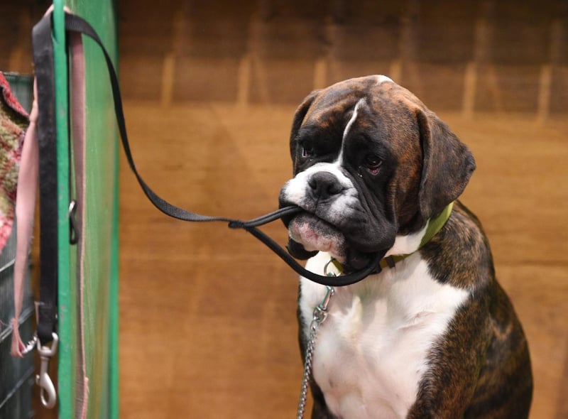 While they are instinctive guardians, the Boxer loves to be with his people. One of the breed’s most notable characteristics is its desire for human affection, especially from children. They are patient and spirited with children, but also protective, making them a popular choice for families. The Boxer requires little grooming, but needs daily exercise.