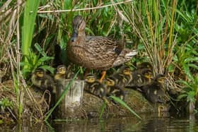 Police fear teens may have killed ducklings in a pond at Metheringham. Photo: Lincs Police/@waynemuntonphotography