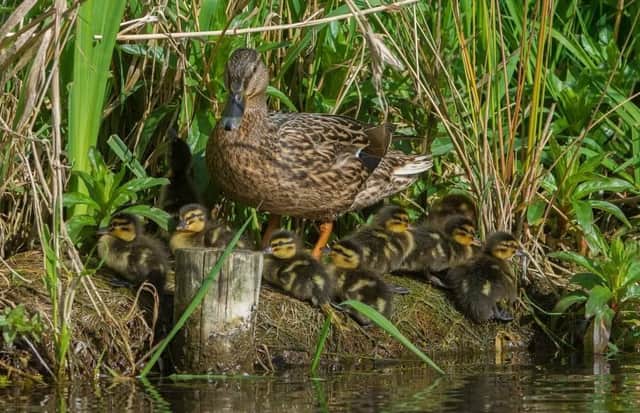 Police fear teens may have killed ducklings in a pond at Metheringham. Photo: Lincs Police/@waynemuntonphotography