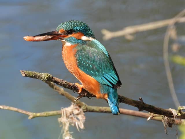 ​A delightful shot from regular contributor Ivan Dunstan shows a kingfisher taking it easy.