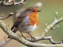 Robin on a magnolia tree. Photo: Andy Hay (rspb-images.com)