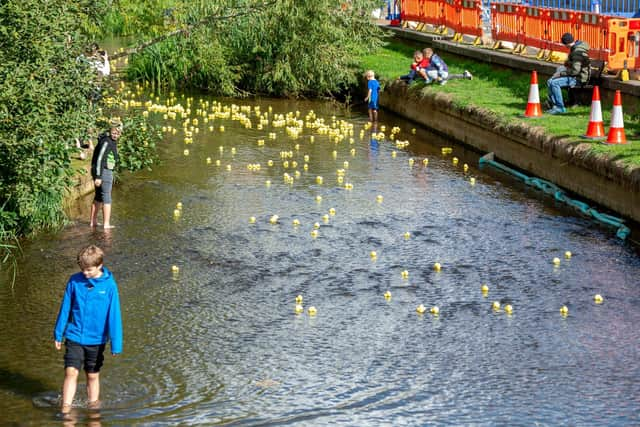 The ducks make their way down river.