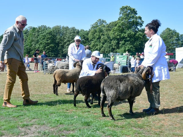 Best Male Rare Breed Primitive, with judging by Mick Toyne, of Ulceby.