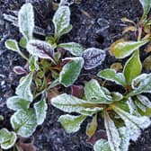 Frosty chard in the garden.