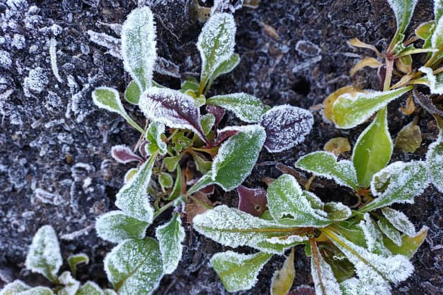 Frosty chard in the garden.