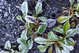 Frosty chard in the garden.